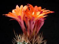 Thumbnail of 1586_Matucana oreodoxa_20160505_02(1).JPG